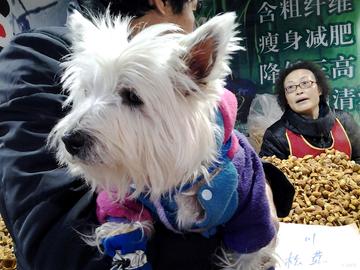 西高地聚会宁波的相关长尾关键词有哪些