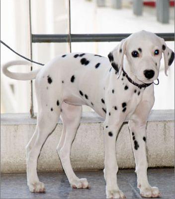 大麦町犬(dalmatian,俗称斑点狗,因身上的斑点而得名)是一种有斑点