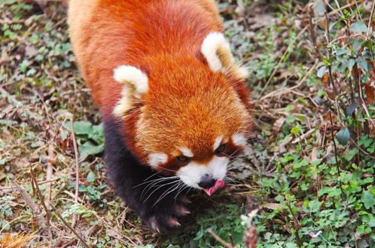可爱,红熊猫,四川,黑色和白色,可爱,国家动物,熊猫