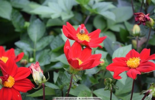 大丽花鲜花花卉花语花艺观赏花朵花瓣红色鲜花摄影