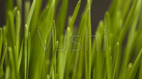 幼苗种子发芽破土而出_3840x2160_高清视频素材下载