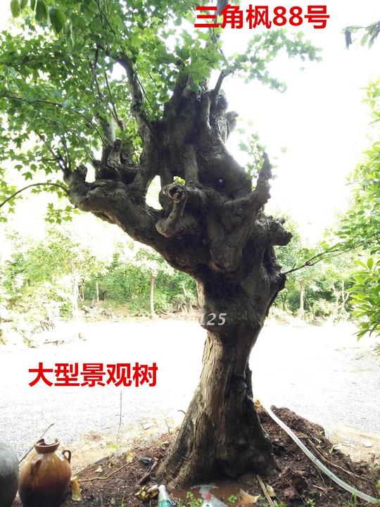 槐槐树盆景盆栽树植物750_1000竖版竖屏