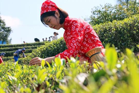 背靠"茶"树好挣钱——福建永泰县卢峰茶叶公司帮扶同安镇纪实