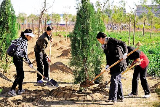 11月3日,活动参与者在植树.