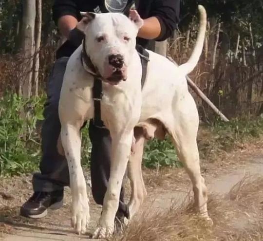 所谓的十大冷门犬种,其实也是勇猛,魅力十足的猛犬