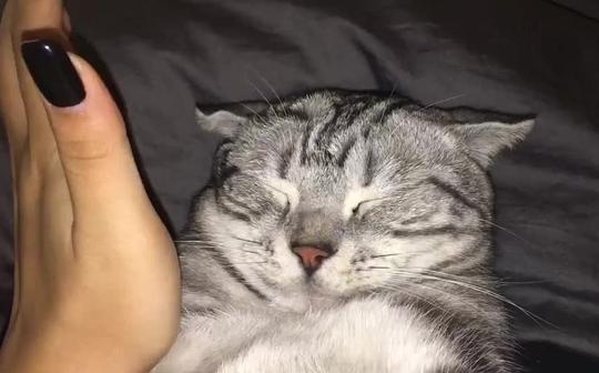 别人家的猫,谁还不是个宝宝了用或其他应用扫描二维码点赞抖音id