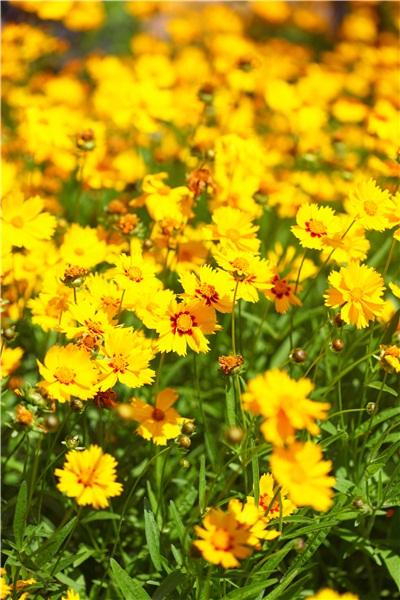 黄花_花园_太阳_图片大全—全景创意图库（quanjing.com）中国领先的正版图片视频素材网站