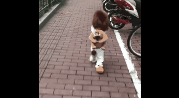 泰迪小色狗搞笑可爱萌萌哒gif