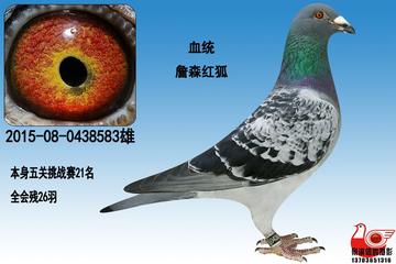 哈尔滨旭升鸽相关长尾关键词有哪些