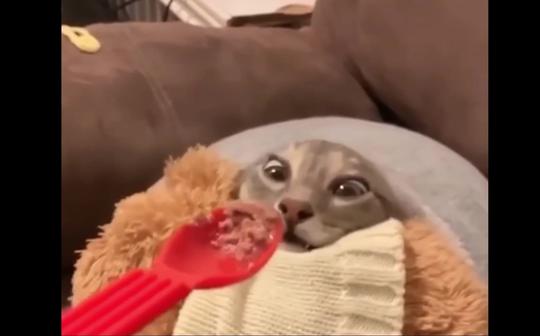 猫咪们的搞笑日常第一期