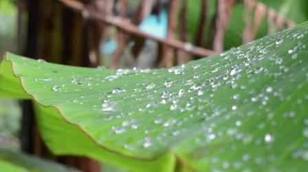 清晨打雾雾水布落翠绿叶子上水珠雨滴植物镜头特写高清实拍视频素材
