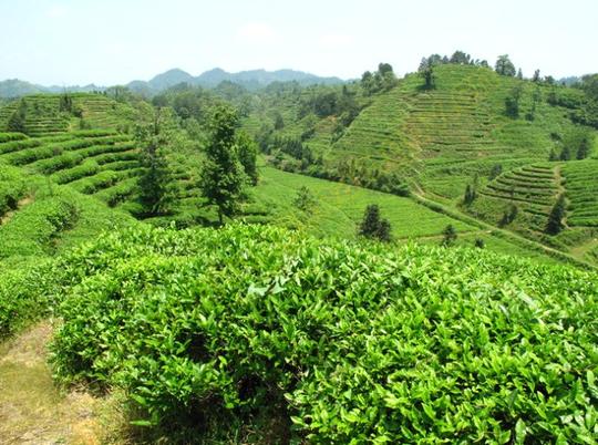 备注:1,最佳拍摄位置:茶山公园山上,七里桥茶园山上.
