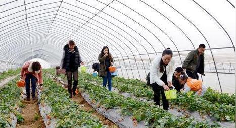 农村致富项目新政策,这4个项目能获得大量补贴