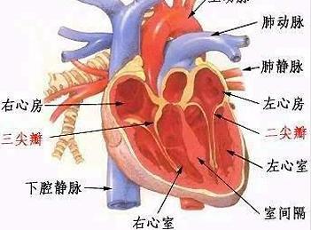 高血压性心脏病