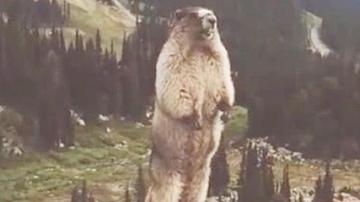 尖叫土拨鼠表情包抽搐gif动图