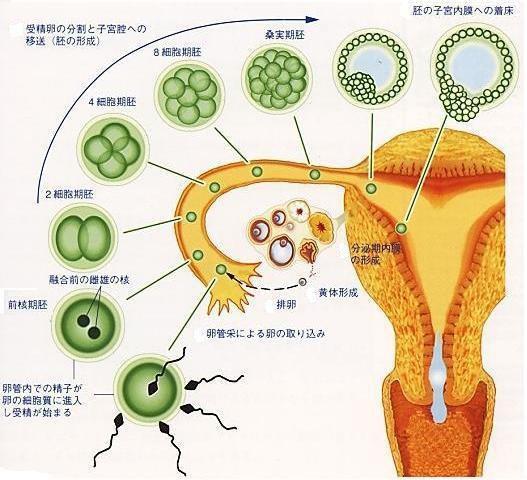 受精卵着床一定会出现哪些症状