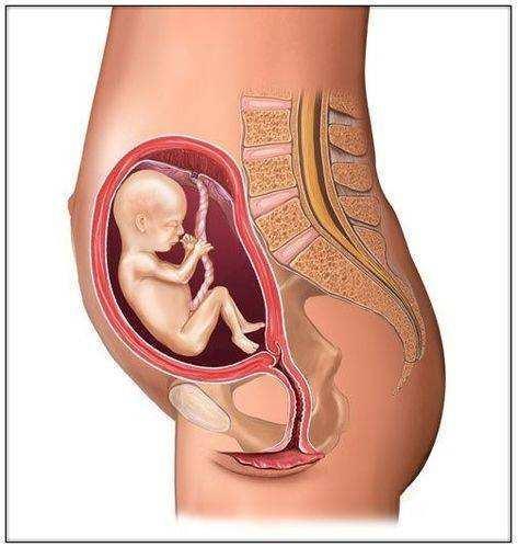 孕妇腹围大胎儿就大吗