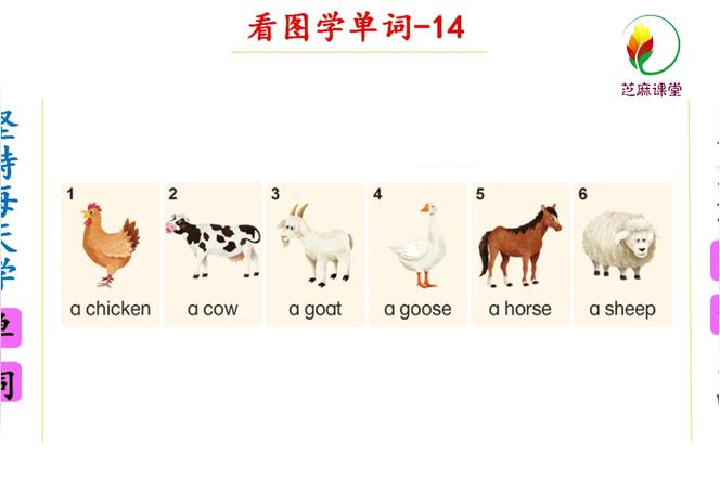 牛的单词怎么拼？