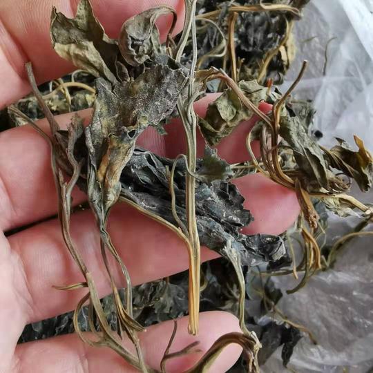 东北辽宁特产野生灰灰菜脱水干野菜灰蓼头草灰藋野凉拌菜250g包邮