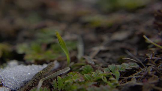 冰雪融化小草发芽_3840x2160_高清视频素材下载(编号