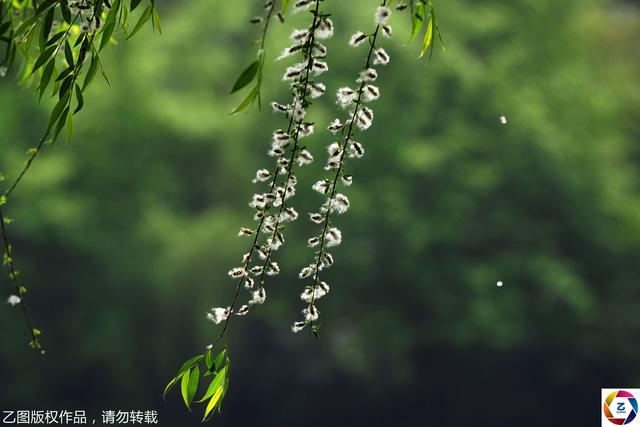 如何判断自己是否柳絮过敏