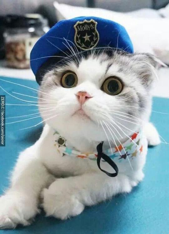 可爱搞怪个性猫咪可爱动物大眼猫萌萌哒甜美系动物锁屏壁纸