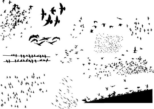 含jpg预览图,关键字:鸟群,鸟,飞翔,动物,鸟类,迁徙,剪影,鸽子,大雁,矢