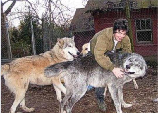 灰色的狼犬在德国牧羊犬里和昆明犬里是很少见的.