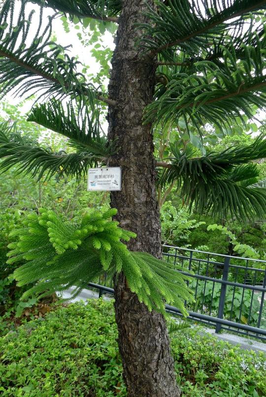 壁纸树植物蕨类690_1033竖版竖屏手机