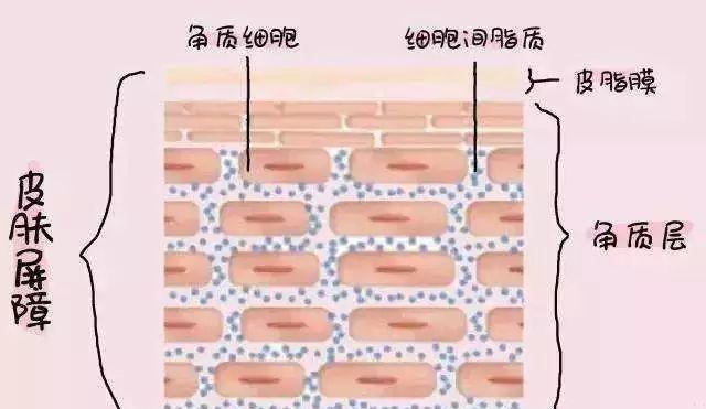 皮肤上的油是从哪里来的