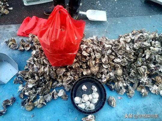 青岛四季不缺鲜早市大虾35元一斤扇贝10元3斤物美价廉生意好