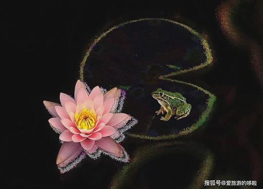 串珠荷花视频