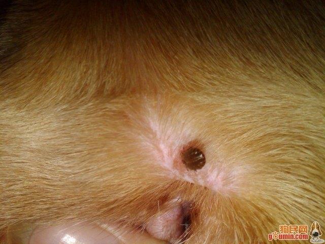 怎么知道是不是被蜱虫咬了