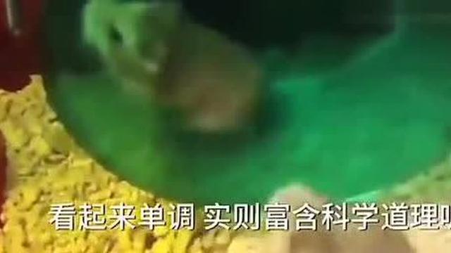 带孩子去看樱花的说说