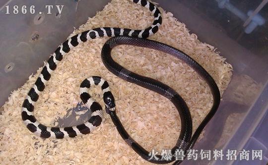 养蛇赚钱吗,养殖蛇的前景如何