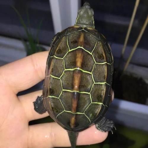黄金线观赏招财龟