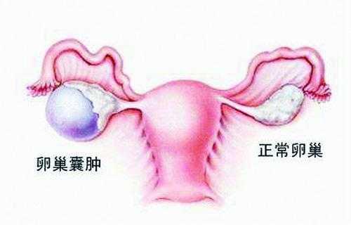 孕期不能养宠物看完你就知道了