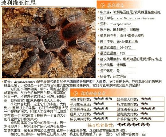 捕鸟蛛图鉴