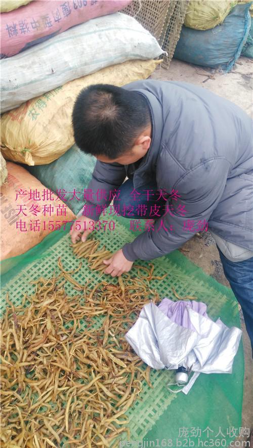 种植药材致富快赚钱成本少收入大天冬基地批发供应大量天冬苗天冬种子天冬郁金莪术种子