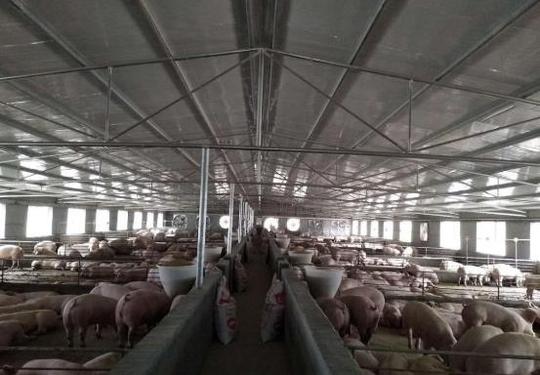 放弃铁饭碗去养猪，他创办了牧原集团并带领其成功上市