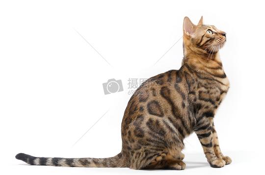 孟加拉猫抬头图片素材_免费下载_jpg图片格式