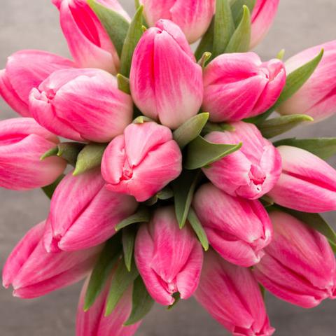 生日鲜花花语 头条搜索