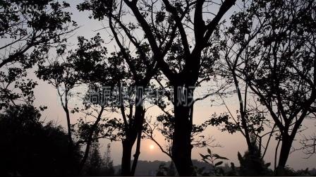 傍晚远山夕阳浅淡云彩树林微风小鸟群飞如诗如画意境高清实拍视频素材zrmj297
