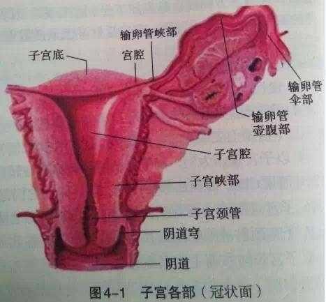 受精卵成为胚胎的概率是多少?