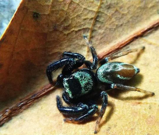 宠物蜘蛛无毒可爱爬行冷门宠物活物可上手狼蛛猎人蛛学生观察微距