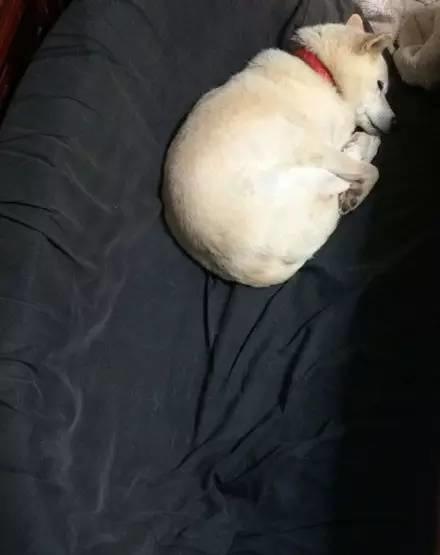 你家的狗子睡姿是有多奇葩先别笑你家的狗子也是一样的后花园网文搞笑另类