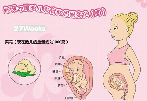 怀孕3周胎儿发育情况
