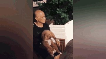 泰迪小色狗搞笑可爱萌萌哒gif