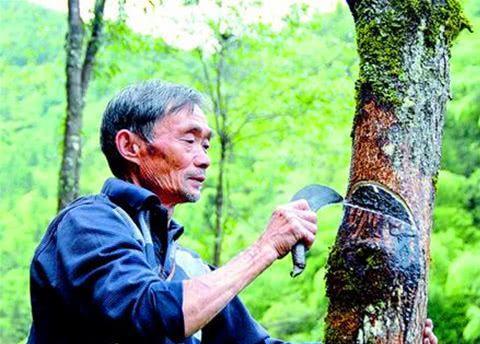 这种树会"咬人",但浑身是宝,农村小孩少碰,种子卖30元一斤