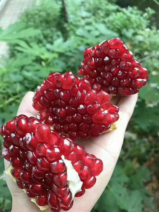 水果微商一件代发带你赚钱带你飞手把手教你